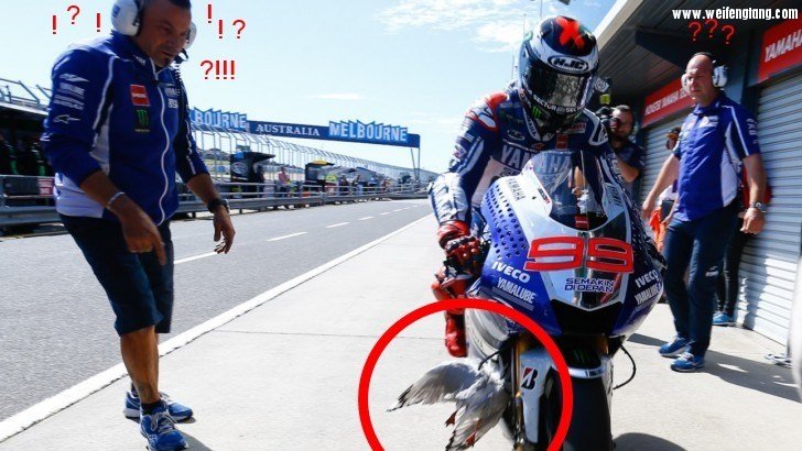 2013-motogp-lorenzo-hits-seagull-clinches-pole-breaks-record-69290-7.jpg