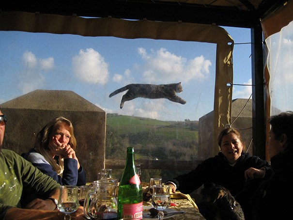 funny-cat-photobombs-2-58e21c717a021__605.jpg