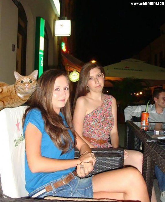 funny-cat-photobombs-14-58e23cb92fc57__605.jpg