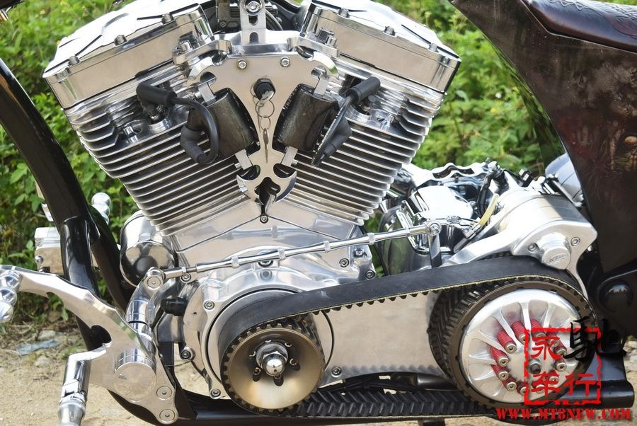 2018 美国大狗 (40).jpg