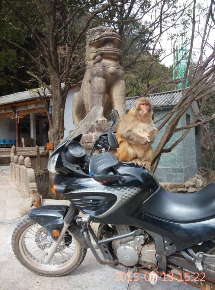 猴子骑嘉陵600.jpg